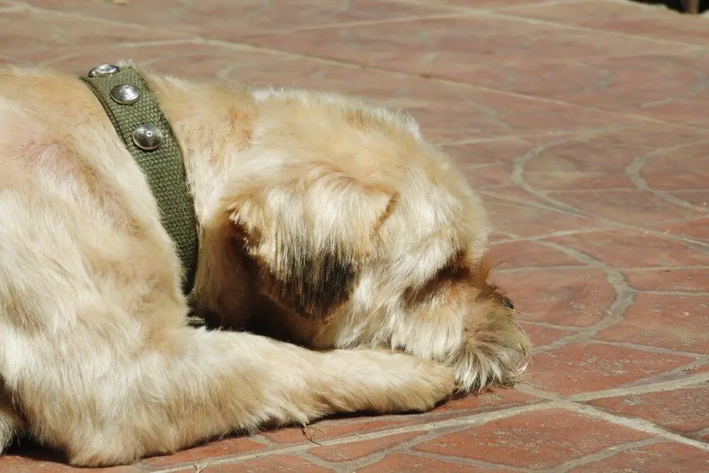 Can decaído tras malestar.