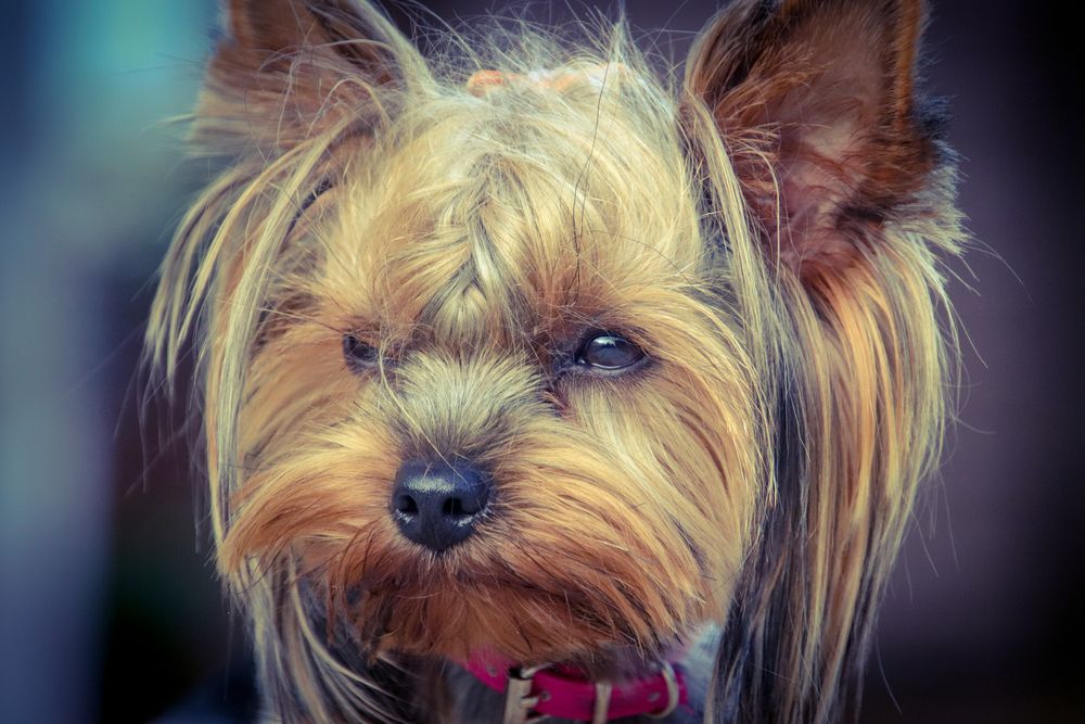 Yorkshire Terrier observando con atención.