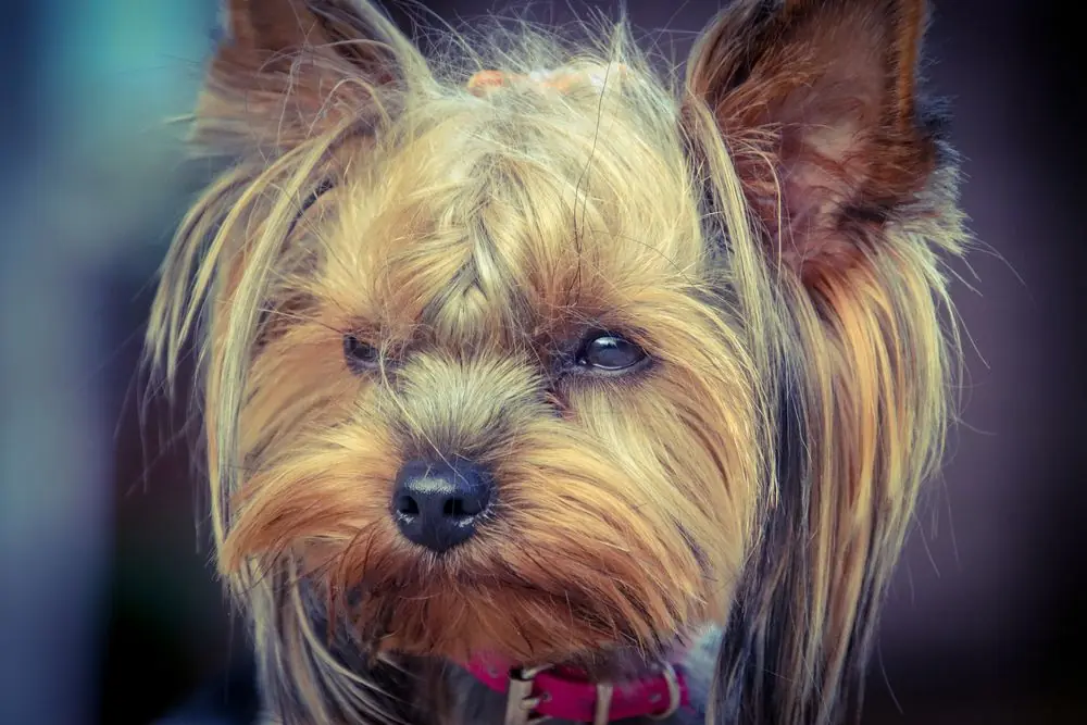 Yorkshire Terrier observando con atención.