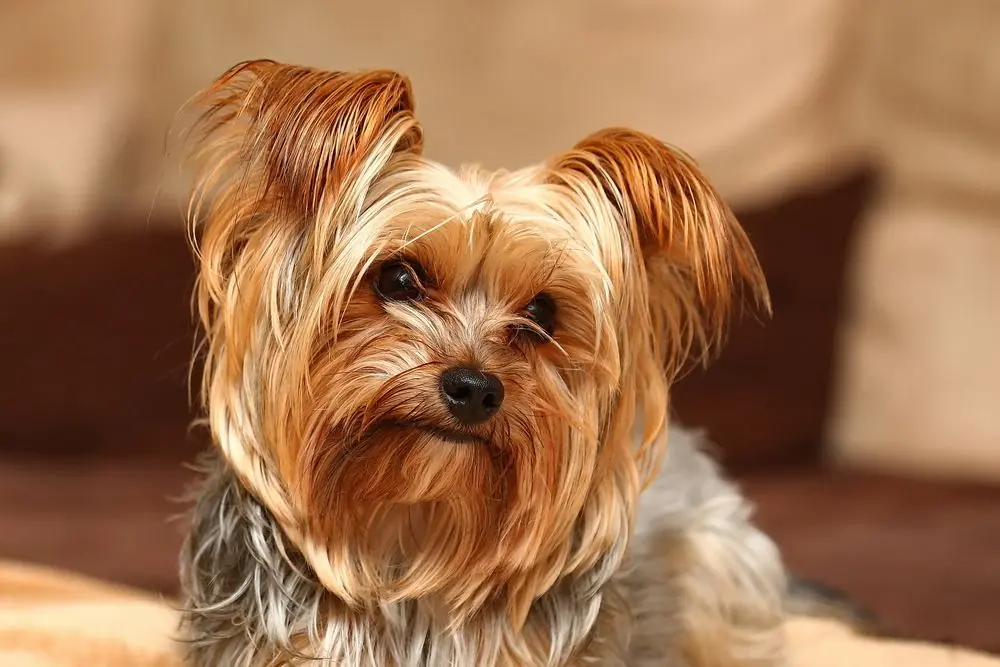 Yorkshire Terrier: características, cuidados, alimentación y carácter