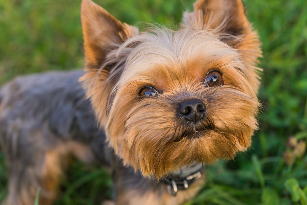  Yorkshire Terrier descansando sobre la hierba.