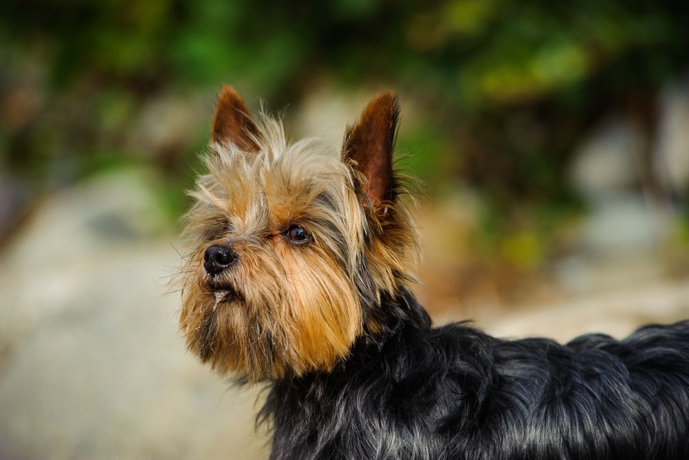 Yorkshire Terrier disfrutando del aire libre.