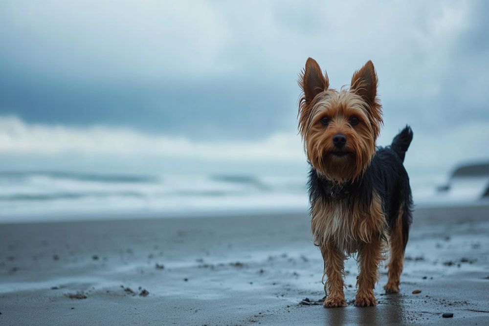 Yorkshire Terrier caminando cerca del agua.