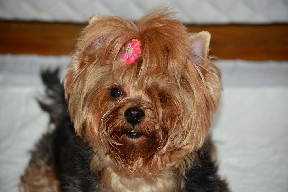 Yorkshire Terrier hembra con pelaje arreglado.