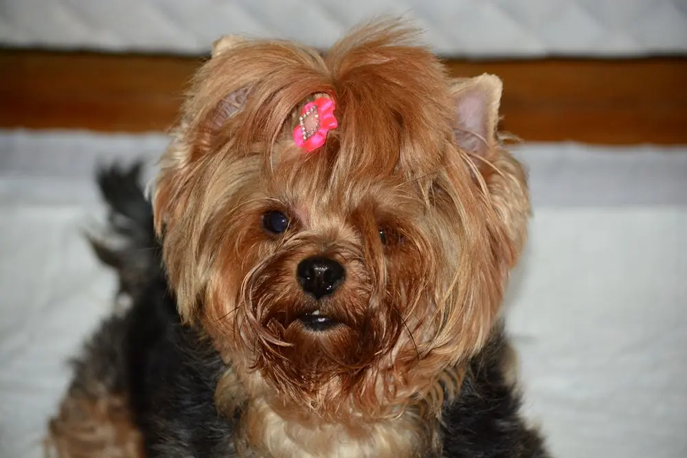 Yorkshire Terrier hembra con pelaje arreglado.