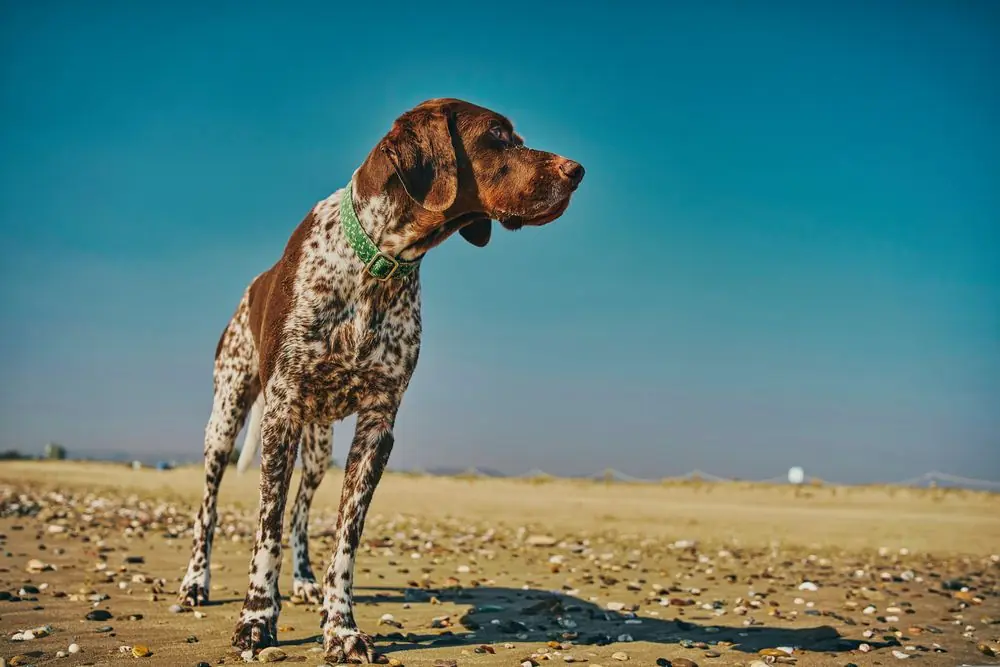 Chien sportif profitant de l’espace au bord de la mer.