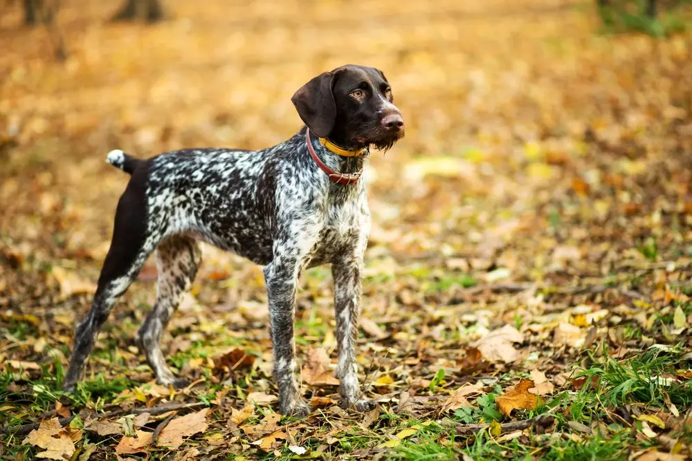 Chien énergique s’amusant en pleine forêt.