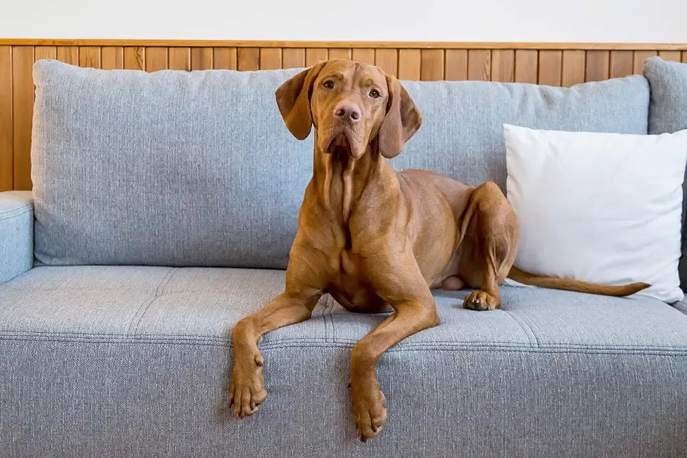 Braque hongrois ou vizsla : caractéristiques, soins, alimentation et tempérament