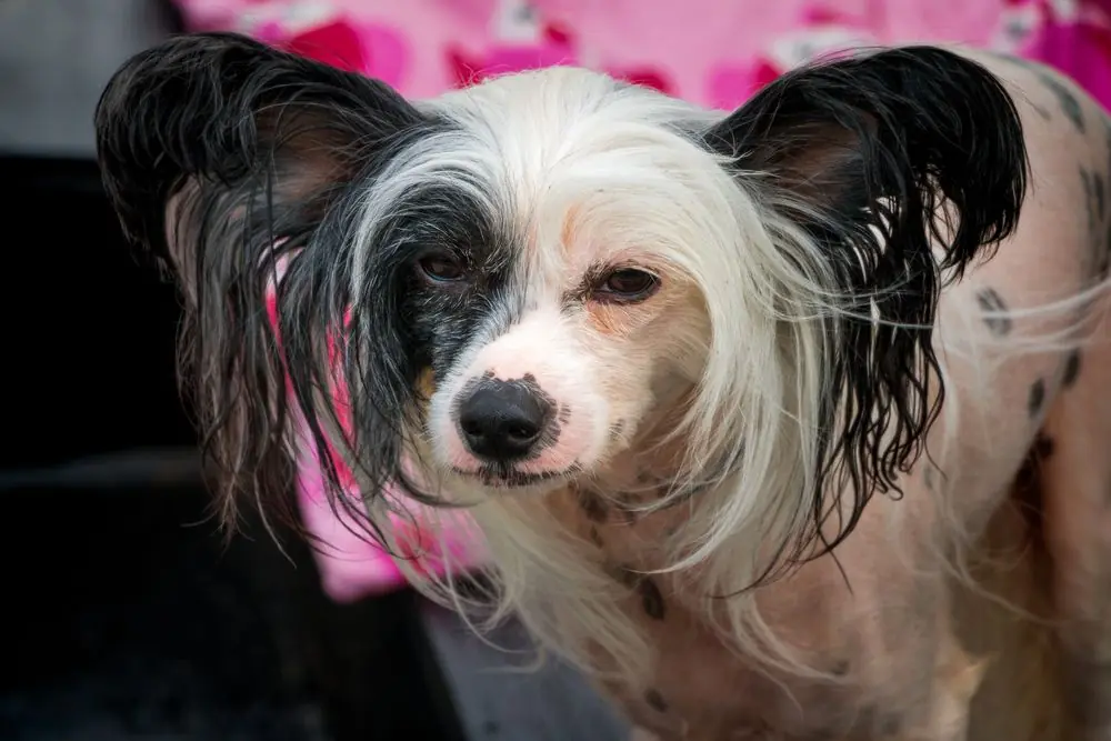 Cane Crestato Cinese che osserva attentamente il suo ambiente