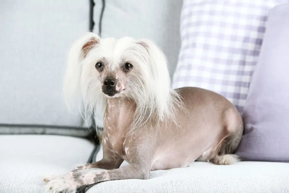 Cane Crestato Cinese che si riposa tranquillamente all'interno della casa