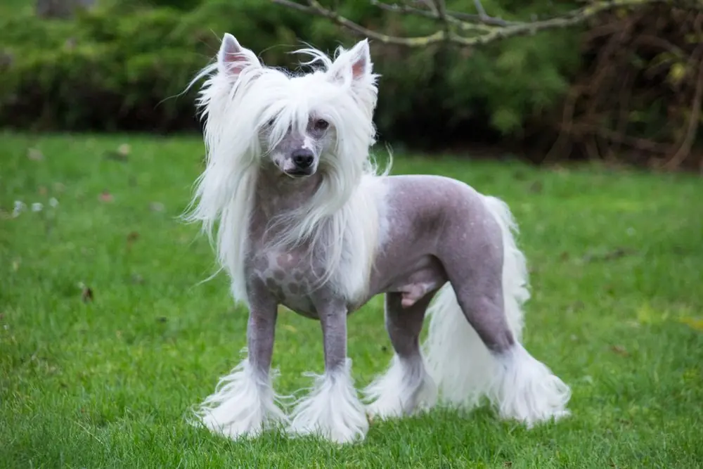 Cane Crestato Cinese che corre felicemente su un prato verde