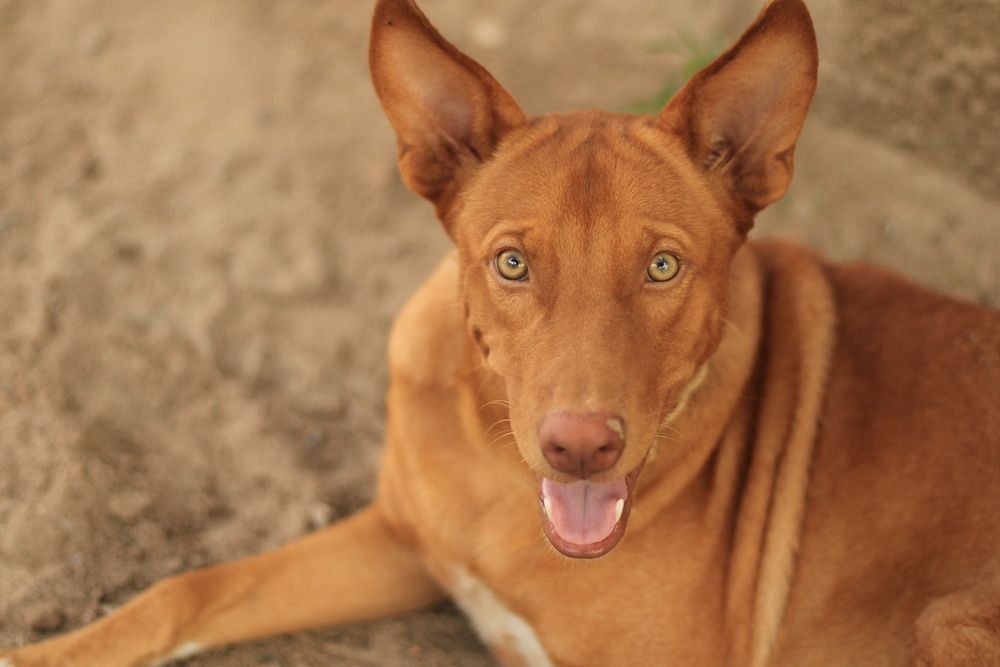Podenco Andaluso sdraiato, rilassato e tranquillo