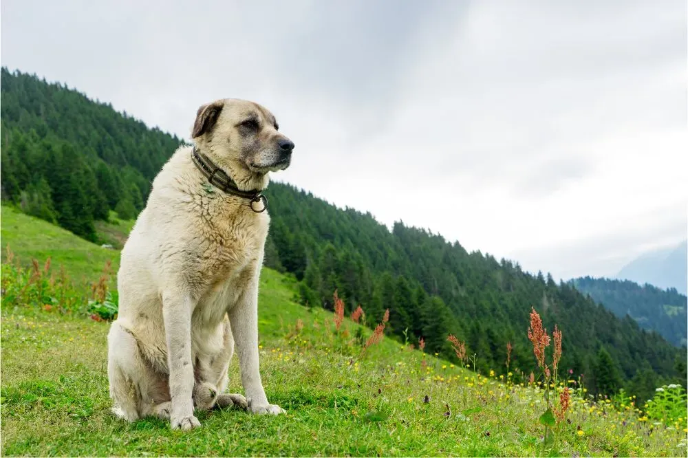 Chien calme et protecteur reposant dans un champ