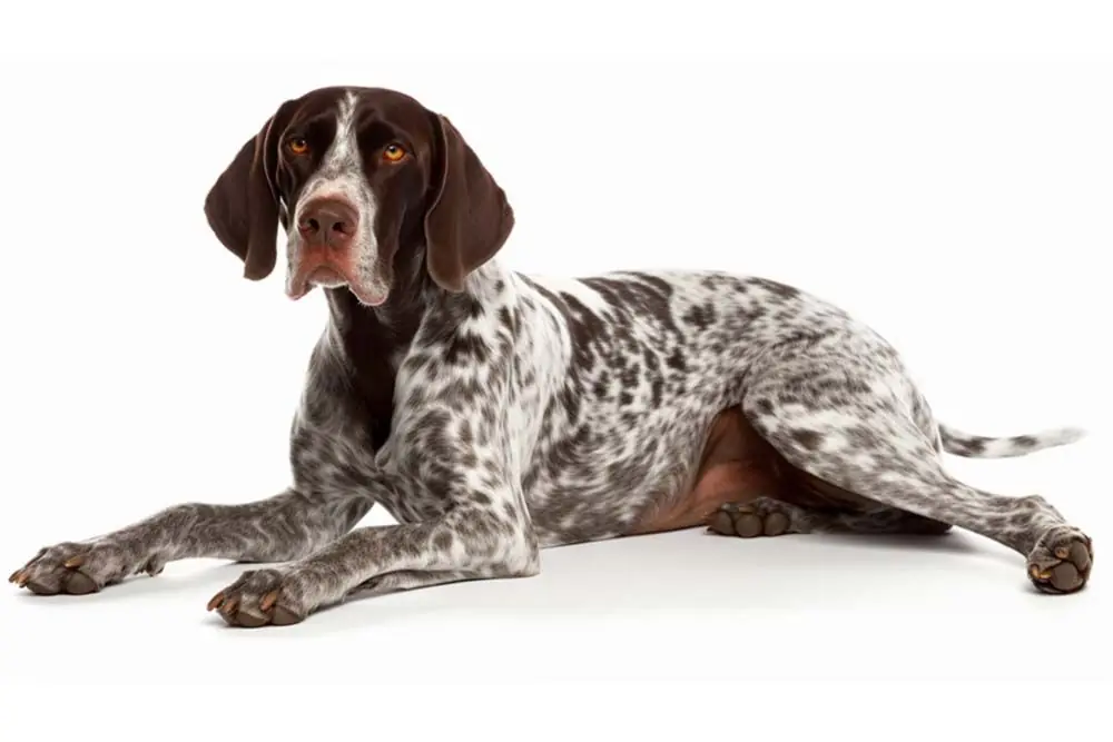 Chien de chasse élégant au port fier.