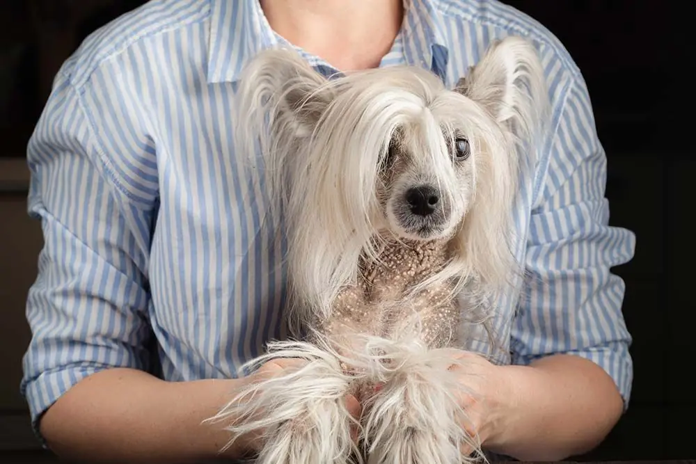 Cane Crestato Cinese con un atteggiamento affettuoso e vivace