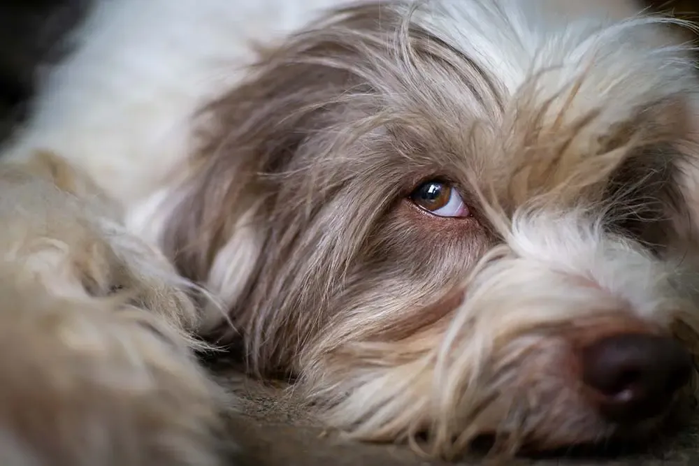 Cane da Pastore Catalano con un carattere attento e leale