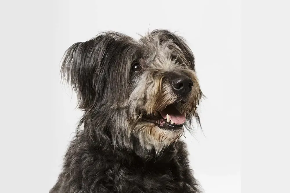 Cane da Pastore Catalano con un aspetto robusto e attivo