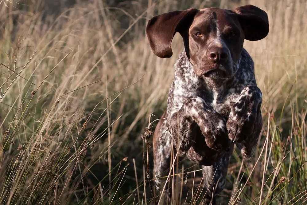 Chien élancé traversant un paysage rural à vive allure.