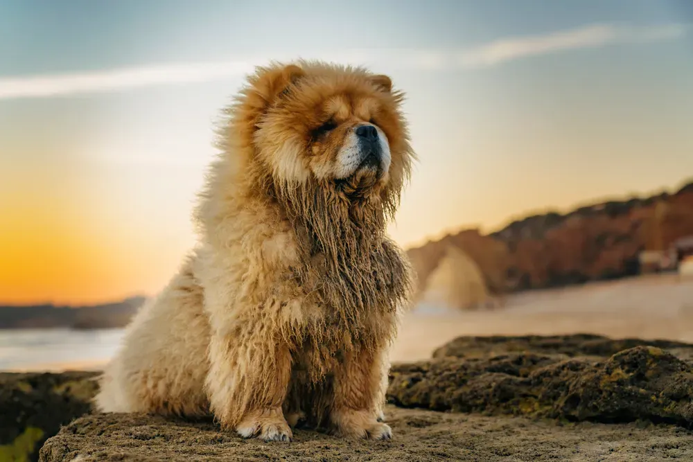 Chow Chow admirant le coucher du soleil sur une plage tranquille
