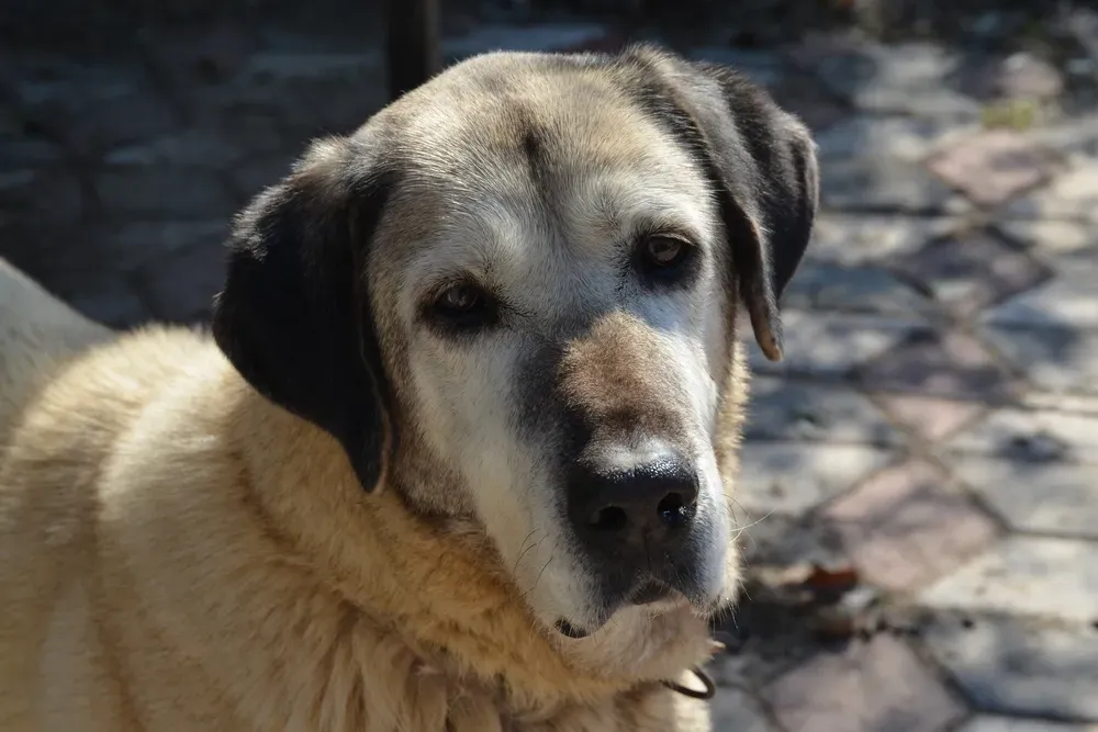 Tête massive de Kangal regardant droit vers l’objectif