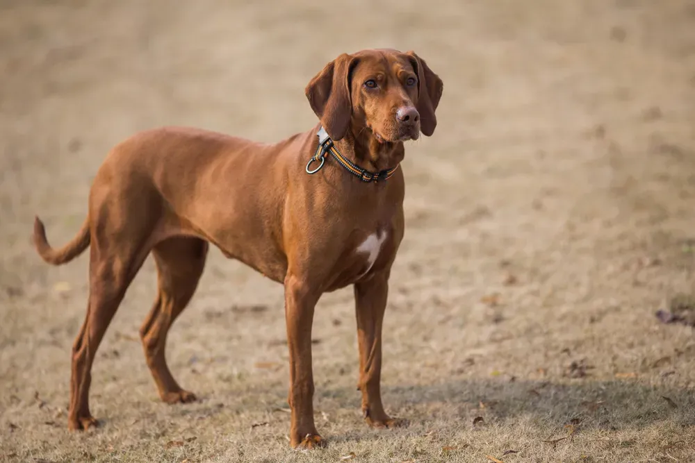 Chien attentif sur la plage, prêt à jouer.