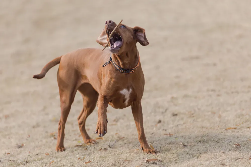 Chien énergique s’amusant avec un bâton en plein air.