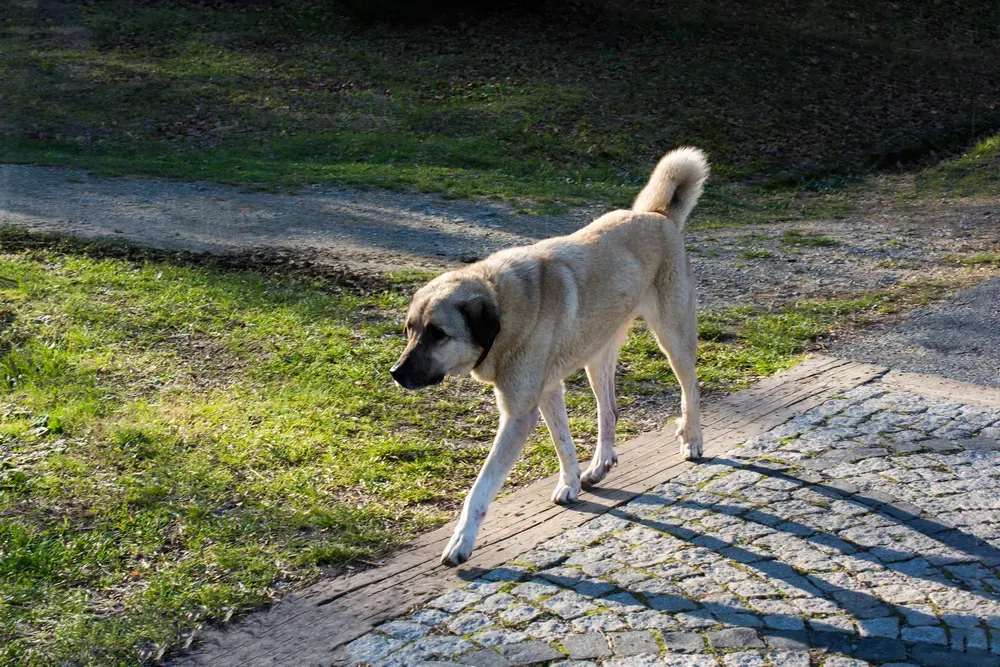 Kangal adulte en promenade sur un trottoir urbain