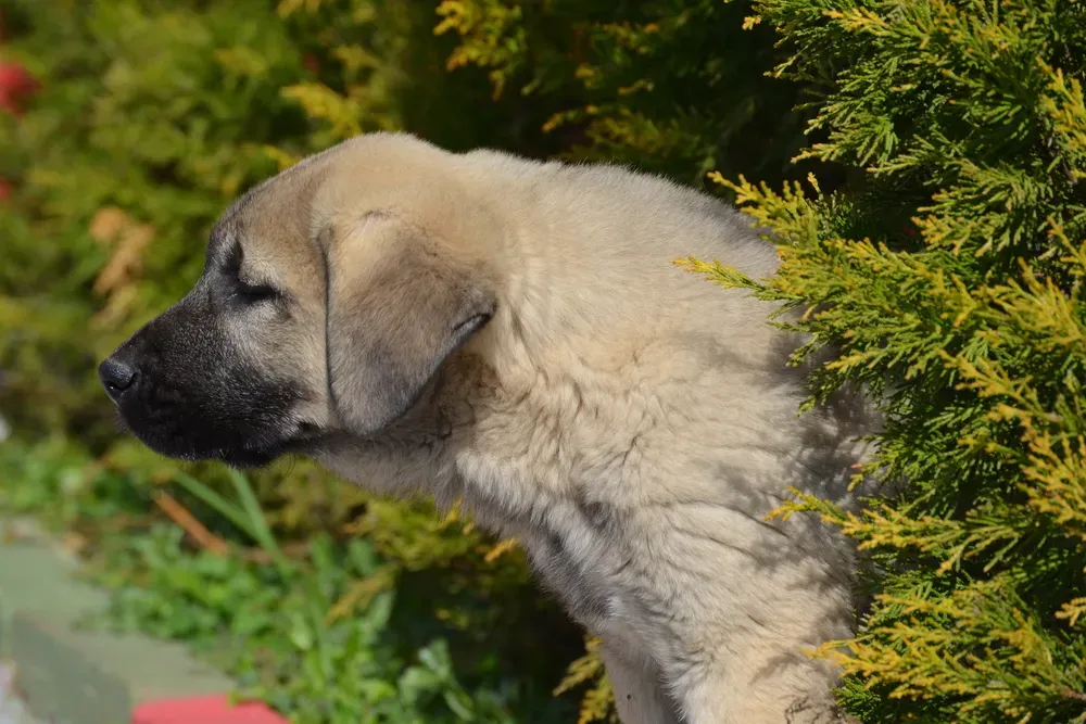 Jeune chiot Kangal au pelage clair explorant son environnement