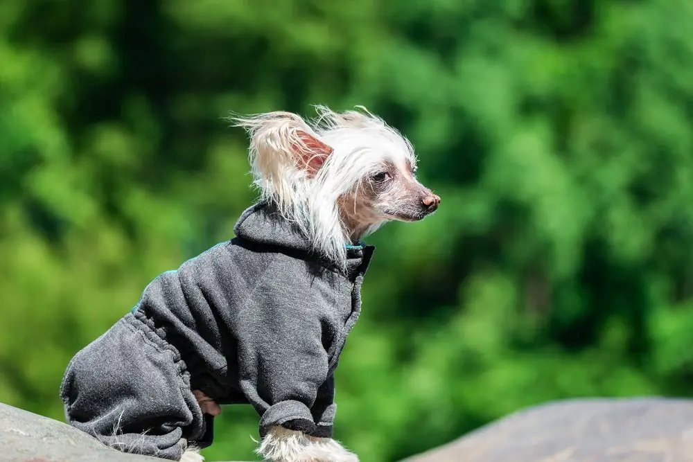 Jeune chien curieux explorant un environnement naturel.