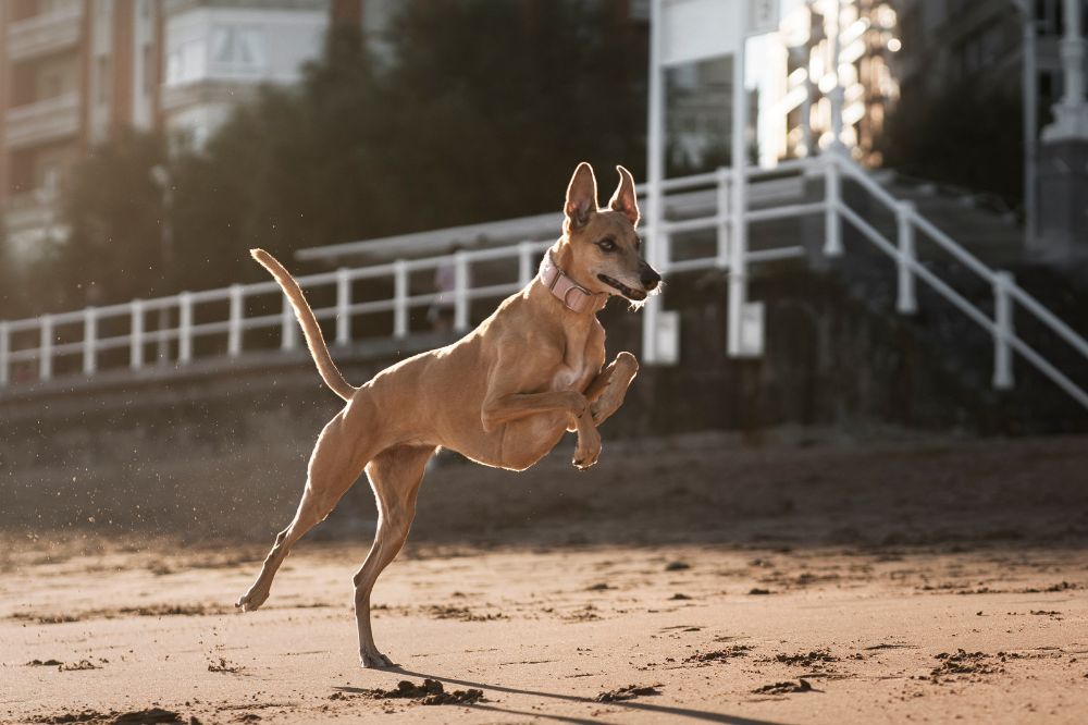 Podenco Andaluso che corre liberamente all’aperto