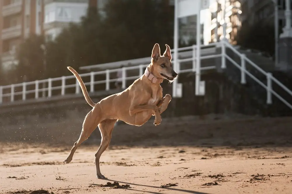 Podenco Andaluso che corre liberamente all’aperto
