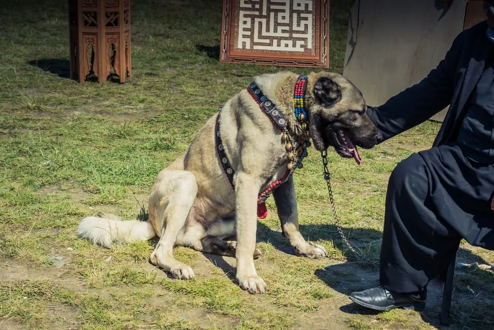 Chien Kangal assis calmement face à son maître