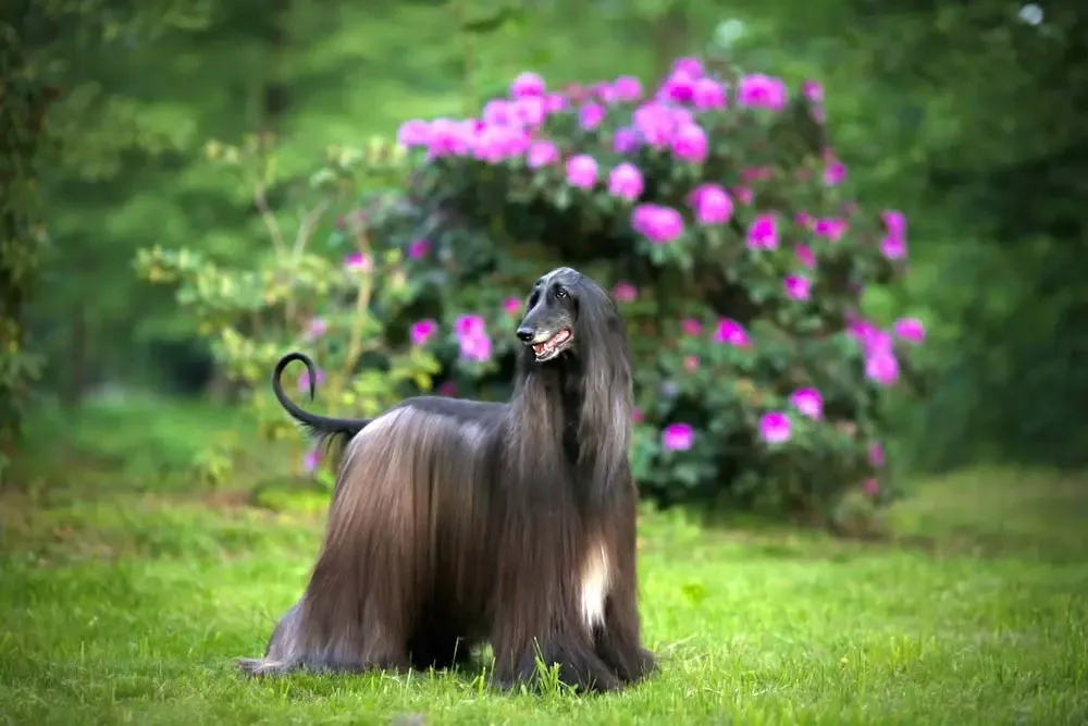 Chien majestueux debout, mettant en valeur son élégance naturelle.