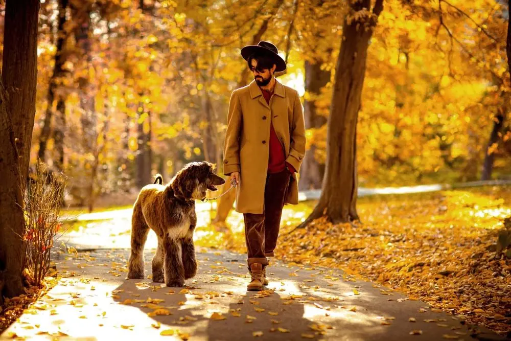 Levriero Afgano in movimento con il suo mantello fluente