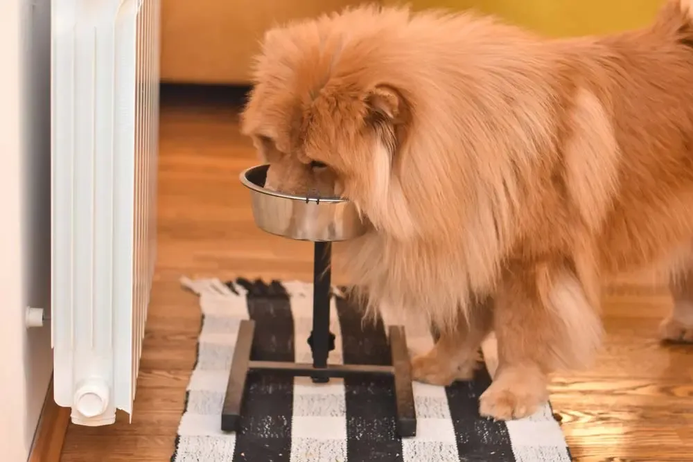 Chow Chow dégustant une gamelle remplie de nourriture saine et nourrissante