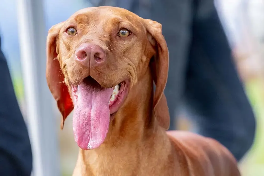Chien au regard doux dans une posture calme et réfléchie.
