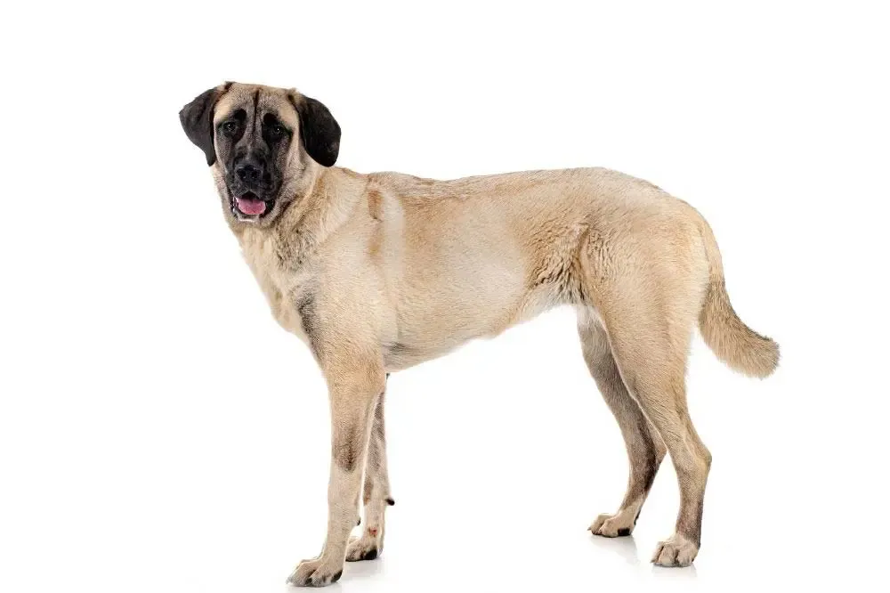 Kangal adulte allongé, l’air fatigué ou pensif