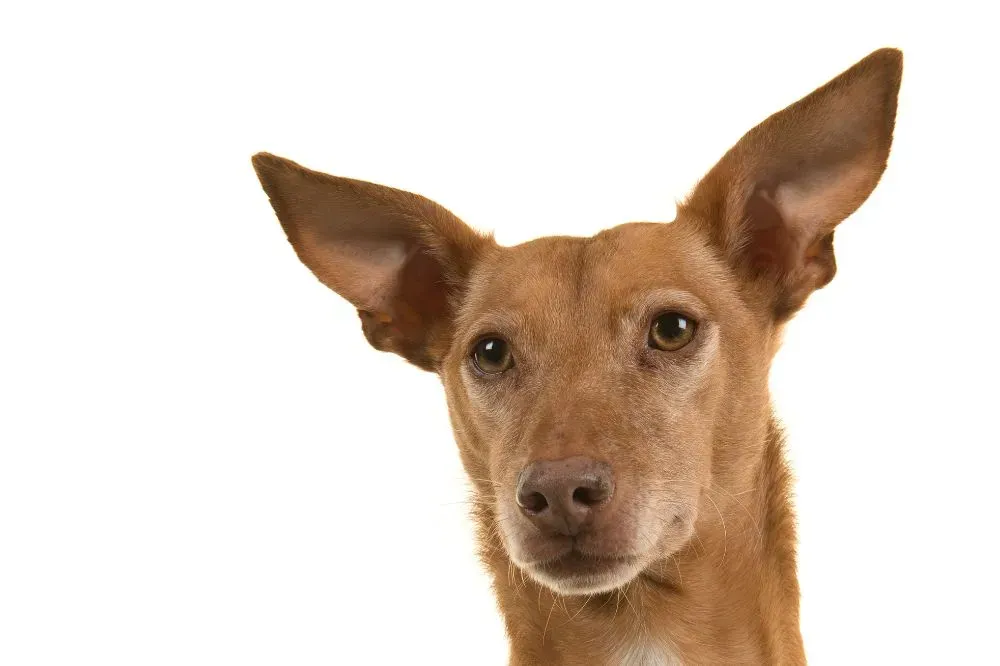 Chien serein profitant d’un moment paisible en extérieur.