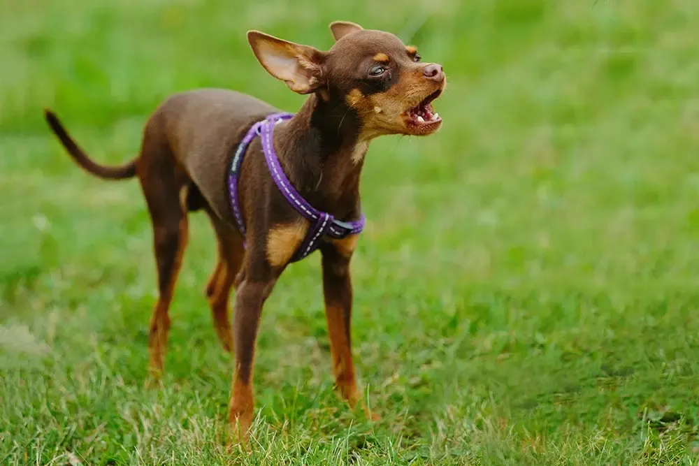 Rattenero di Praga con uno sguardo vivace e curioso