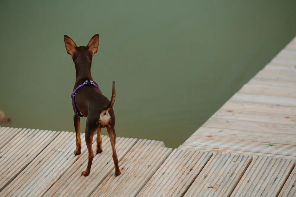 Rattenero di Praga che corre e gioca all'aperto