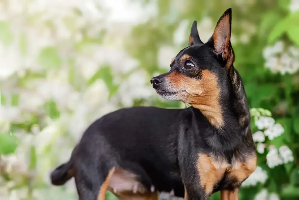 Rattenero di Praga che mostra segni di preoccupazione