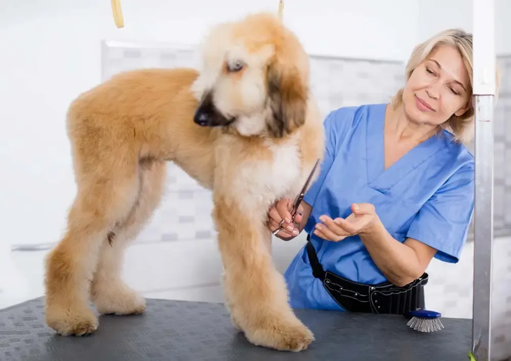 Brossage délicat d’un chien au pelage abondant.