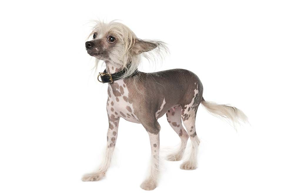 Chien délicat recevant une attention particulière.