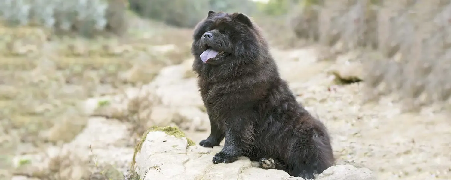 Chow Chow: Tutto su questa razza canina