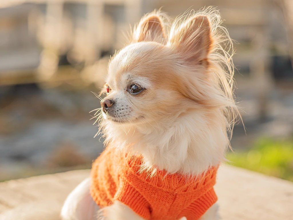 Guía del cachorro Chihuahua: Cuidados, alimentación y socialización