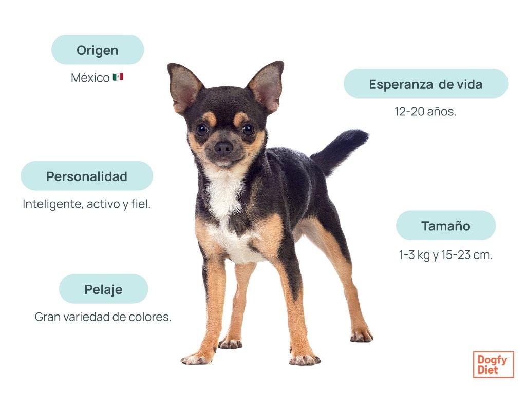 Características del chihuahua