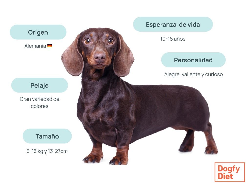 Características del Teckel