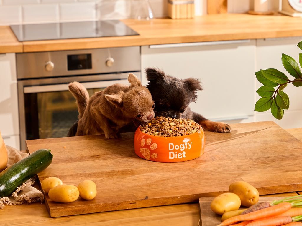 Mejor alimentación para el perro Chihuahua: guía de comida natural