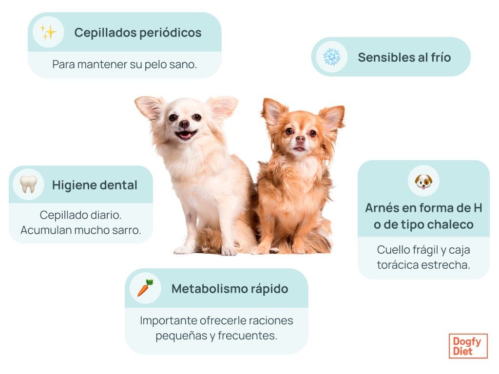 cuidados básicos para la salud del Chihuahua