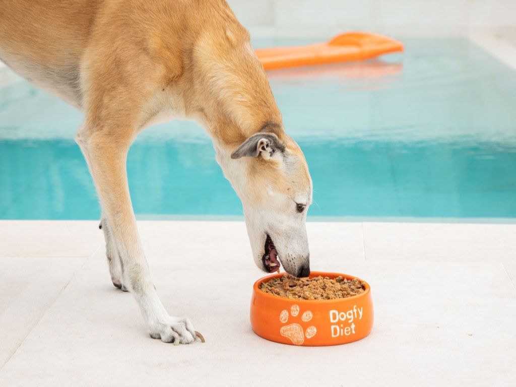 Alimentación del Galgo: ¿Qué come para estar sano?